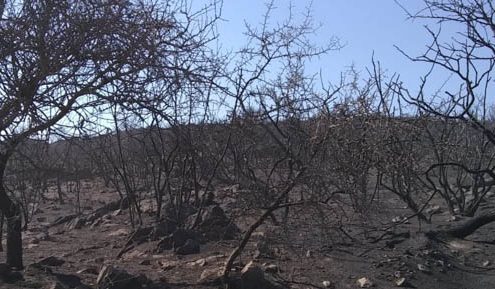 Incendios-Cenizas-Cordoba-fuego-humo-sierras-monte-04