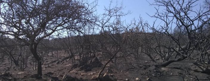 Incendios-Cenizas-Cordoba-fuego-humo-sierras-monte-04